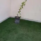 زهره متسلقه الاجدار وسعرها 55 ريال وتطلع زهر لونه وردي