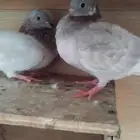 جوز صنعاوي