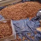 الي يبا صرام لتمر متواجدين بلجله وتبراك