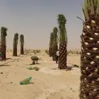 تركيب شبوك وزراعت النخيل