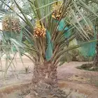 نخل نخيل صقعي اخلاص سكري برني روثان مجدول
