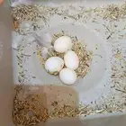 جوز روز مع بيض