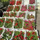 زراعة توريد الأشجار والزهور