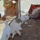 بسم الله الرحمن الرحيم عندي زوج رقاص عليه فرخ معها كفو شرط