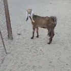 جمده بريه