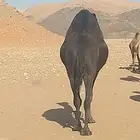 ناقه حايل فل شحم