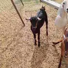 بسم الله الرحمن الرحيم عندي عناق فل شحم سمين