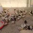 صوص دجاج بلدي