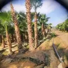 نخيل واشنطني أمريكي زينه نخل