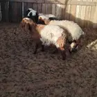 اربع رخال ثلاثه نعيم واحده نجديه مضاف شرط