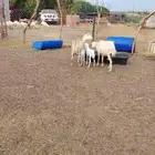 ضان مناتيج