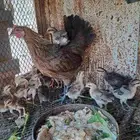 دجاجه عربي بفروخها