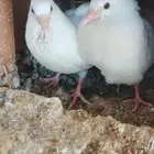 طبة حمام لاحم