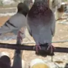 حمام فرنسي لاحم جامبو سلفر
