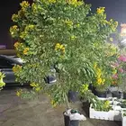 توريد الاشجار والزهور بسعر الجمله