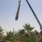 نخيل واشنطني أمريكي زينه