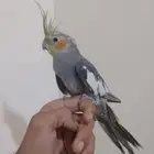 كروان ضاع في سوق السبت بيش