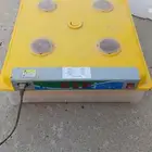 حاضنة بيض الدجاج على السوم