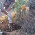 نخيل هلالي وصقعي ومجدول واونانه وسلماء البيع أسعر طيب