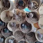 حمام منتج للبيع سلفر