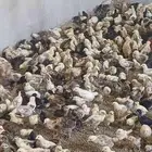 صوص دجاج بلدي