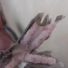 انثه دن رجل بط