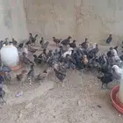 صوص دجاج بلدي