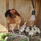 دجاجه بلدي بفروخها