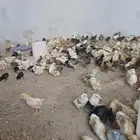 صوص دجاج بلدي