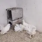 للبيع حمام هندي رقاص 3 وحمام صنعاني واحد
