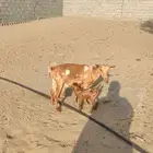 عنز عليه جفره