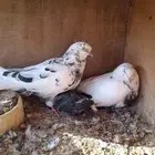 الجواز قلابي