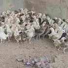 صوص دجاج بلدي