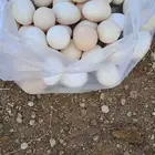 بيض مخصب للاكل الصحي الغني بالعناصر المفيدة.وتفقيس 100 100