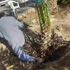 الزلفي قلع وغرس فسايل ونقايل وتوريد جميع انواع انخيل