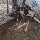 فروخه باكستاني سندي