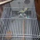 ان شاء الله عن قريب طيور بيضاء