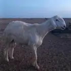 طلي حري صنف الصنف كفو رابغ