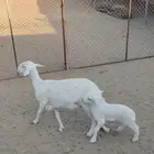 شاه عليه خروف