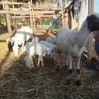 ضان مناتيج متاومات عيالها كلها ذكران