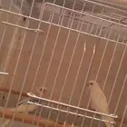 بادجي