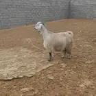 عنز حايل
