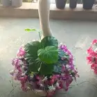 مؤسسة زهرة الخليج الزراعية -نجران -دحضة