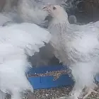 فروخ براهما اصل