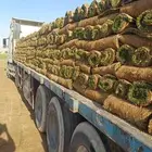 مسطحات خضراء