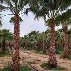 نخل زينه واشنطني وثيل طبيعي