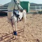 اجار خيل جمال وسيسي للتواصل