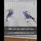 زوجين رينبو وزوج هوقو