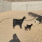 ثنيه عليه جفره