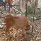 ابقار